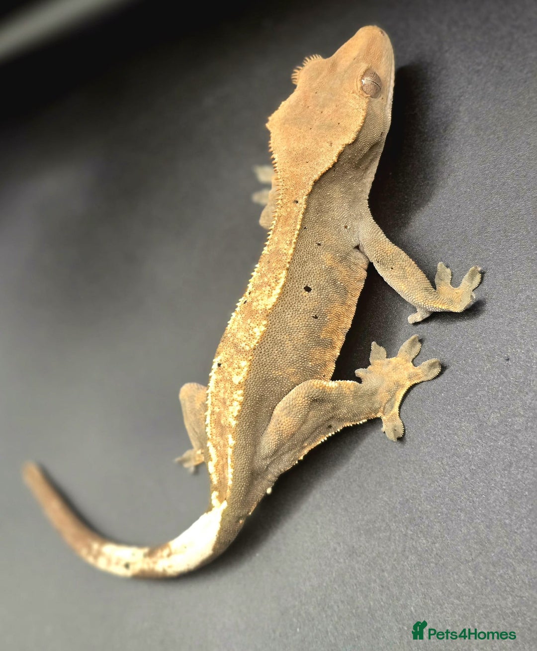 Gecko reptiles for sale: Female Crested Gecko - Image 3