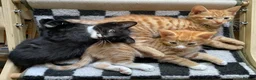 British Shorthair cats for sale: Beautiful kittens ready for loving homes. in London - Advert 20