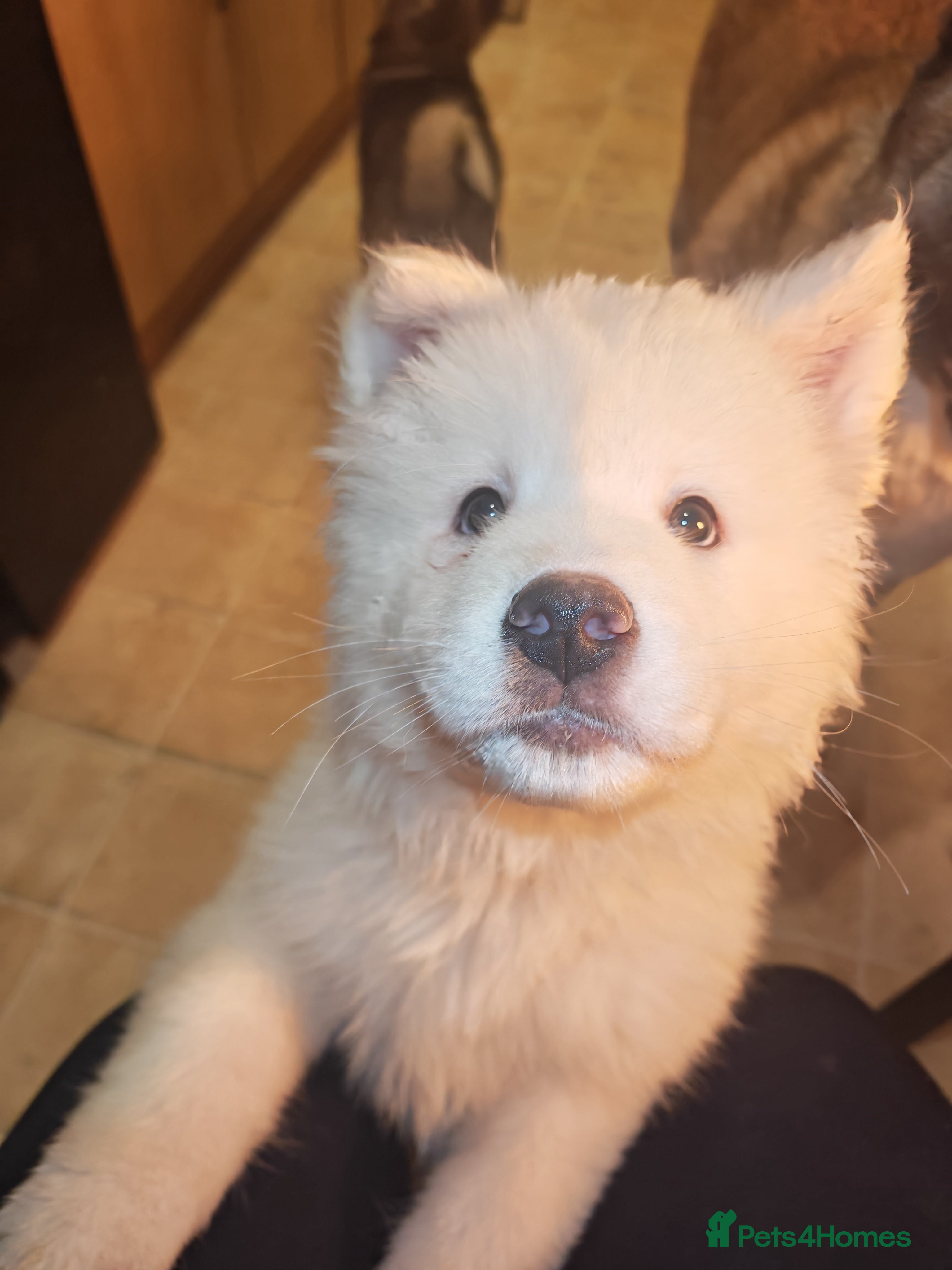 Akita dogs Akita puppys ready now  - Advert 14