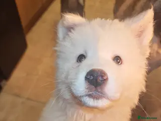 Akita dogs Akita puppys ready now - Advert 14