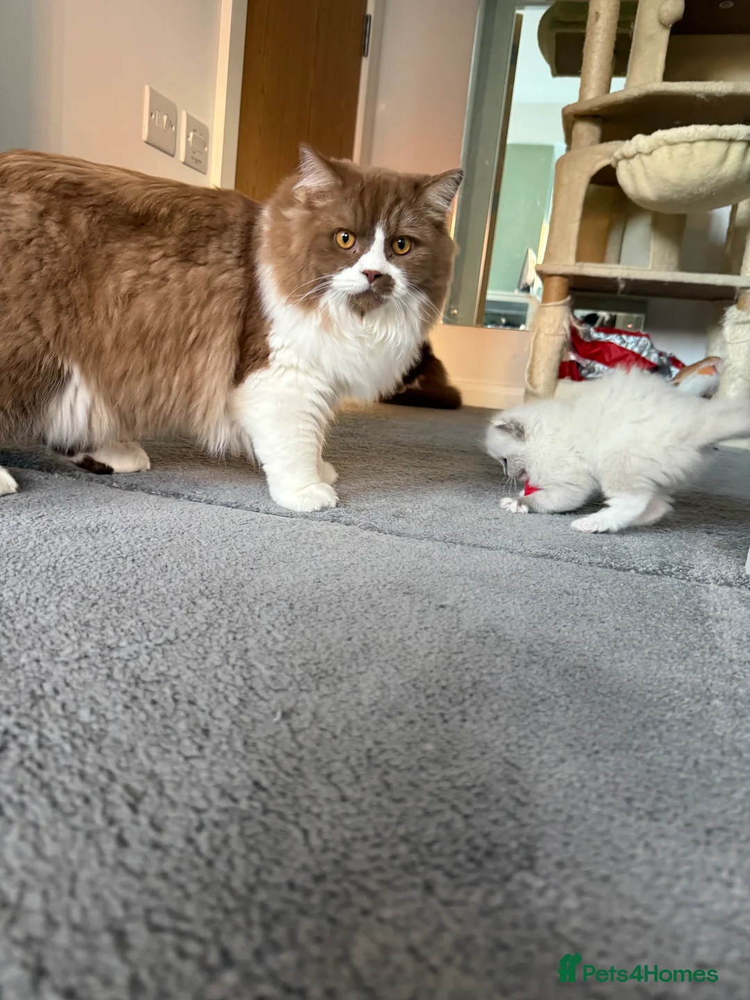 British Longhair cats for stud: British longhair GCCF registered male for stud - Advert 10