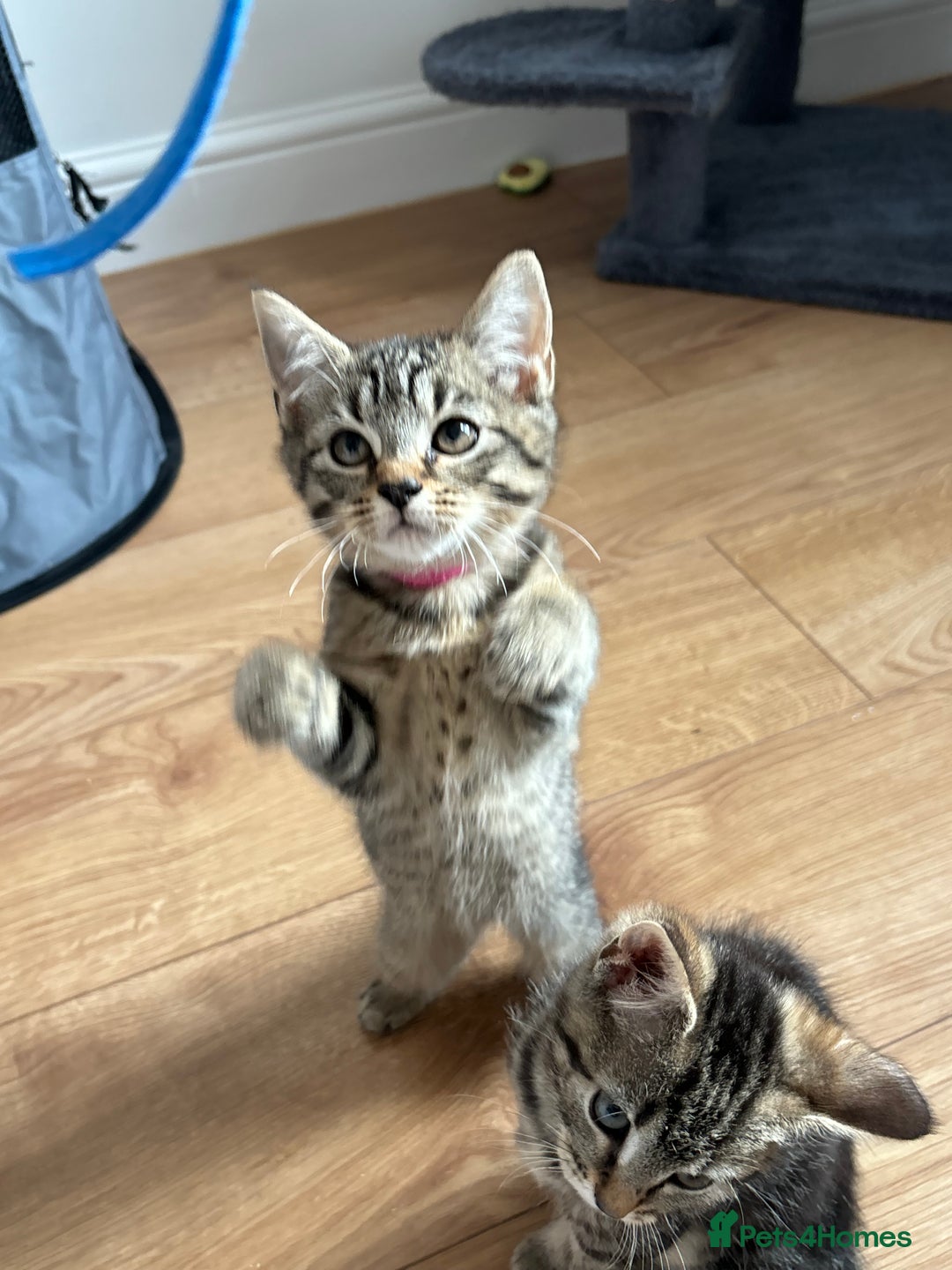 Maine Coon cats for sale: 🌟 5 Adorable Kittens Ready For 4ever Home🌟 - Advert 26