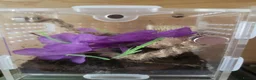 Spiders invertebrates for sale: Jumping Spiders phidippus regius - Advert 5
