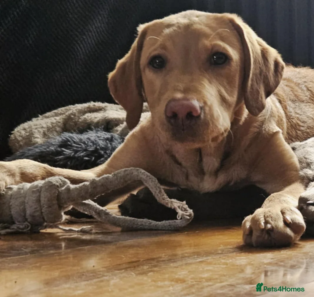 Goldador dogs for sale: 6 month lab for rehome - Advert 4