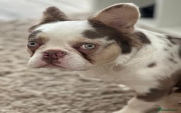 French Bulldog dogs for sale: Fluffy French bulldog for sale - Image 5