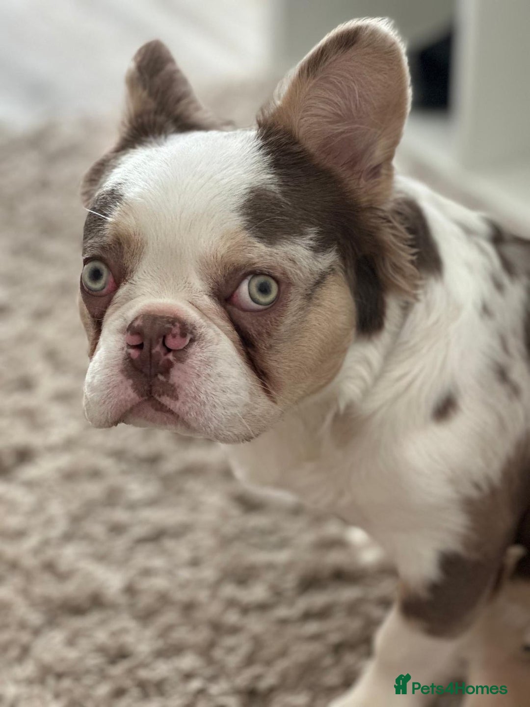 French Bulldog dogs for sale: Fluffy French bulldog for sale - Image 5