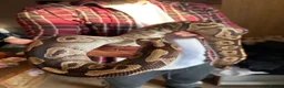 Python Snake reptiles for sale: Female Mojave Royal Python in Sittingbourne - Advert 18