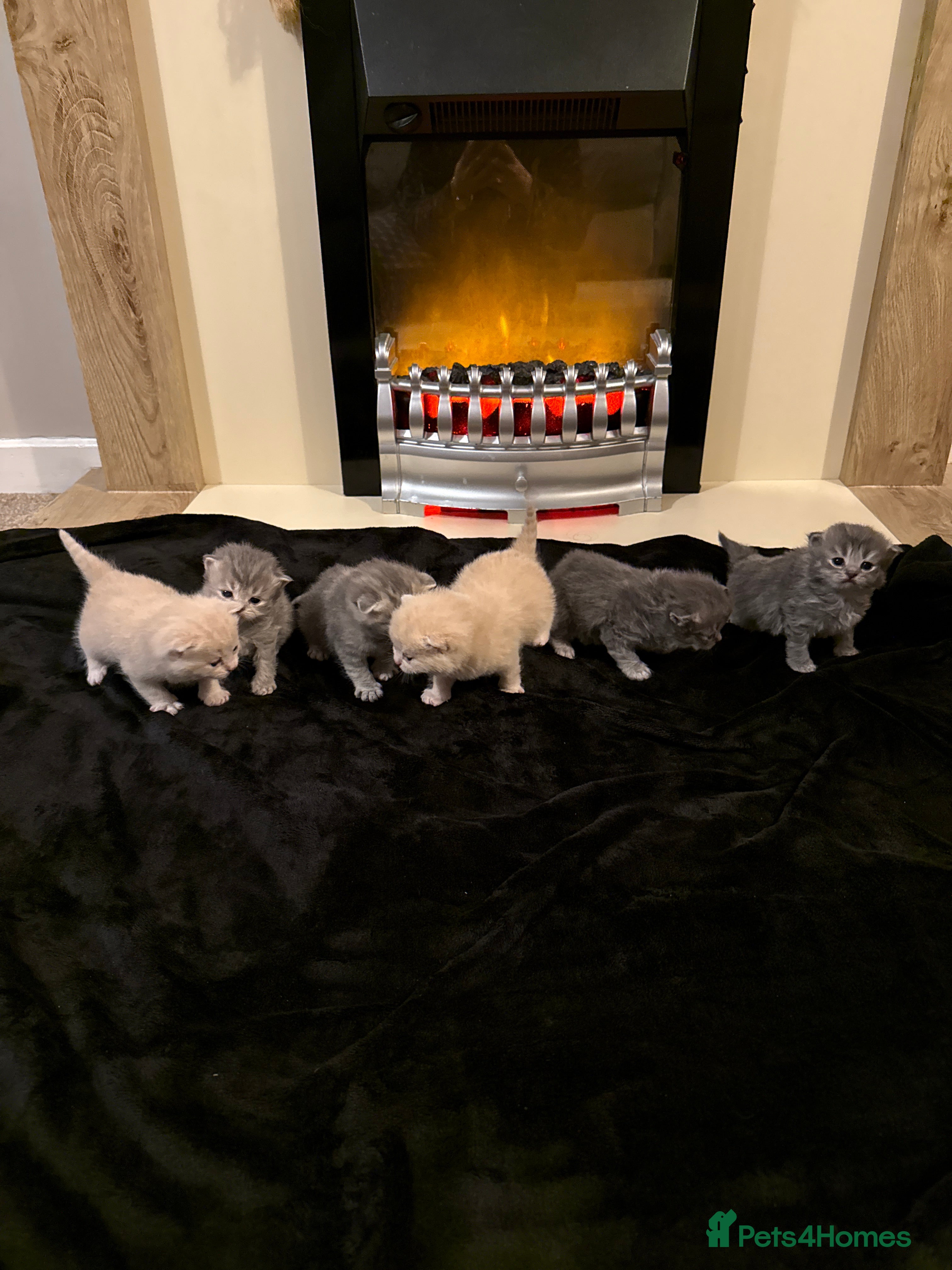 Scottish Fold cats Scottish fold kittens - Advert 7