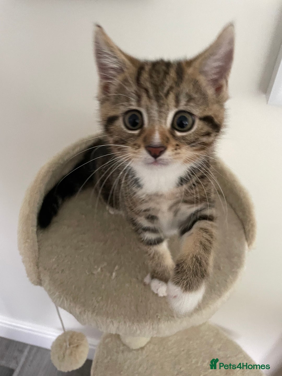 Mixed Breed cats for sale: Beautiful Tabby Baby Boy - Image 5