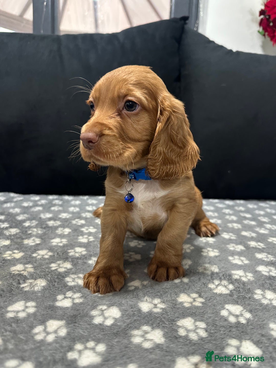 Cocker Spaniel dogs for sale: 3 beautiful cocker spaniel puppies left  - Advert 15
