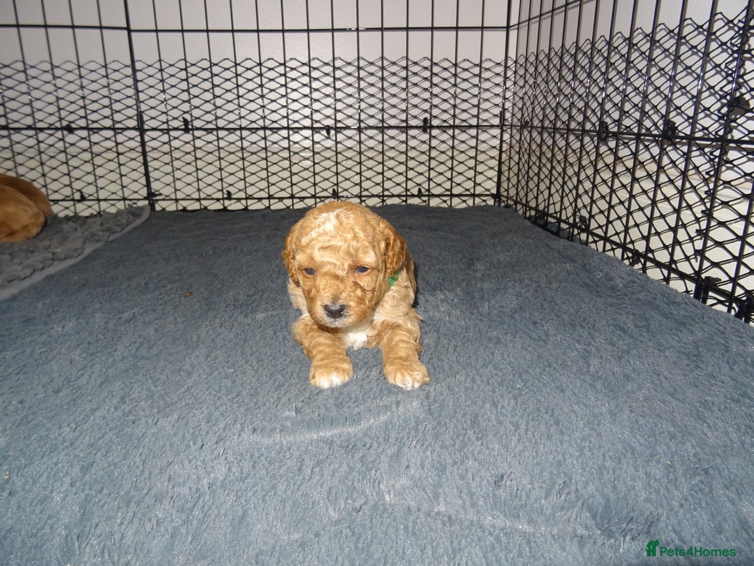 Maltipoo dogs for sale: 🐾 F1b Maltipoo Puppies – Ready Early January 🐾 - Advert 10