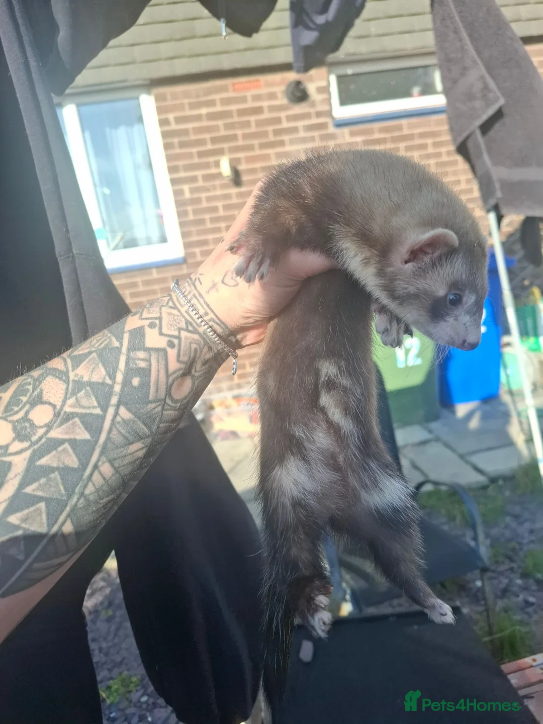 Ferret rodents for sale: Ferret kit jill in Blyth - Advert 3