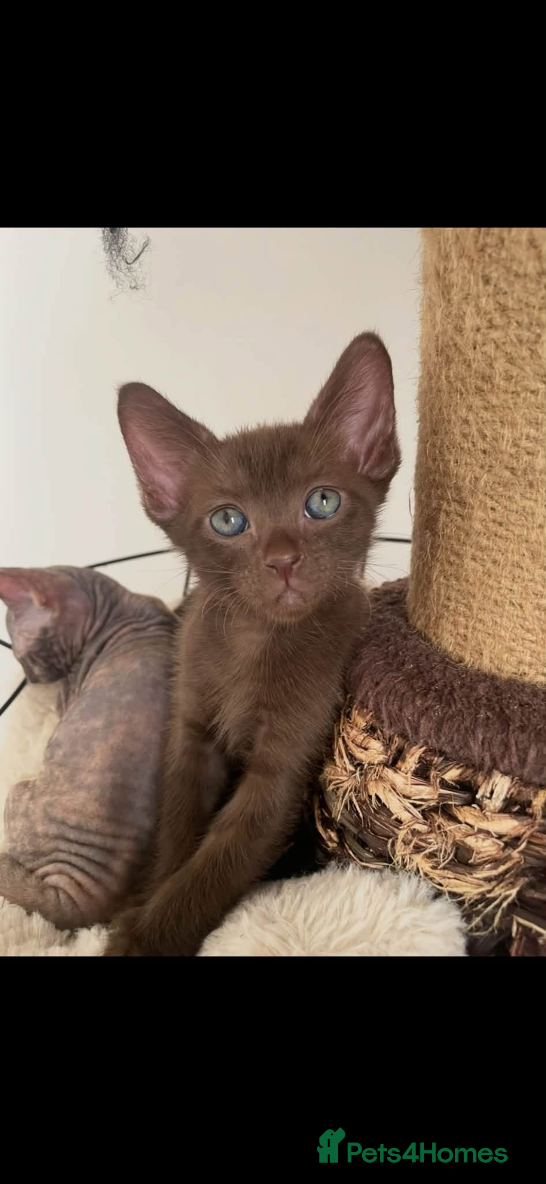 Mixed Breed cats Oriental x sphynx - Advert 2