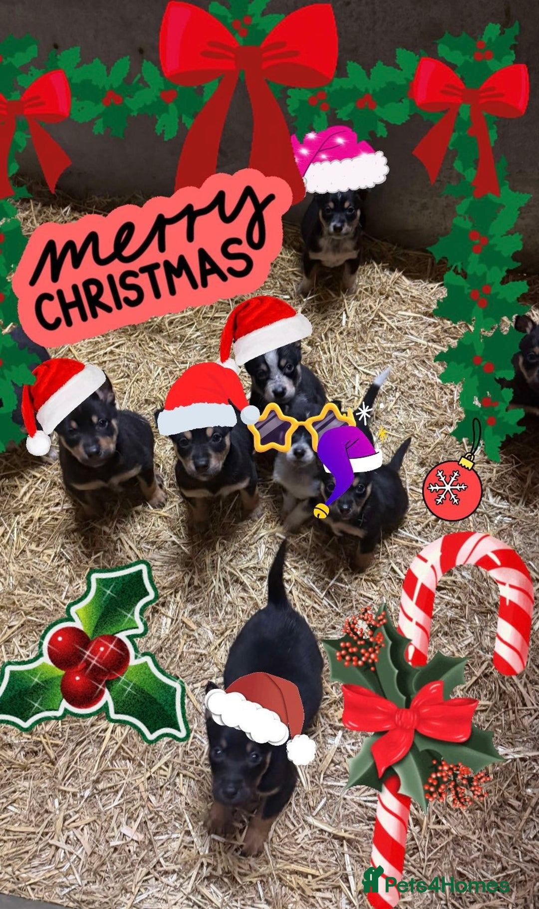 Mixed Breed dogs for sale: kelpie/blue heelers - Advert 4