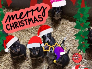 Mixed Breed dogs kelpie/blue heelers - Advert 9