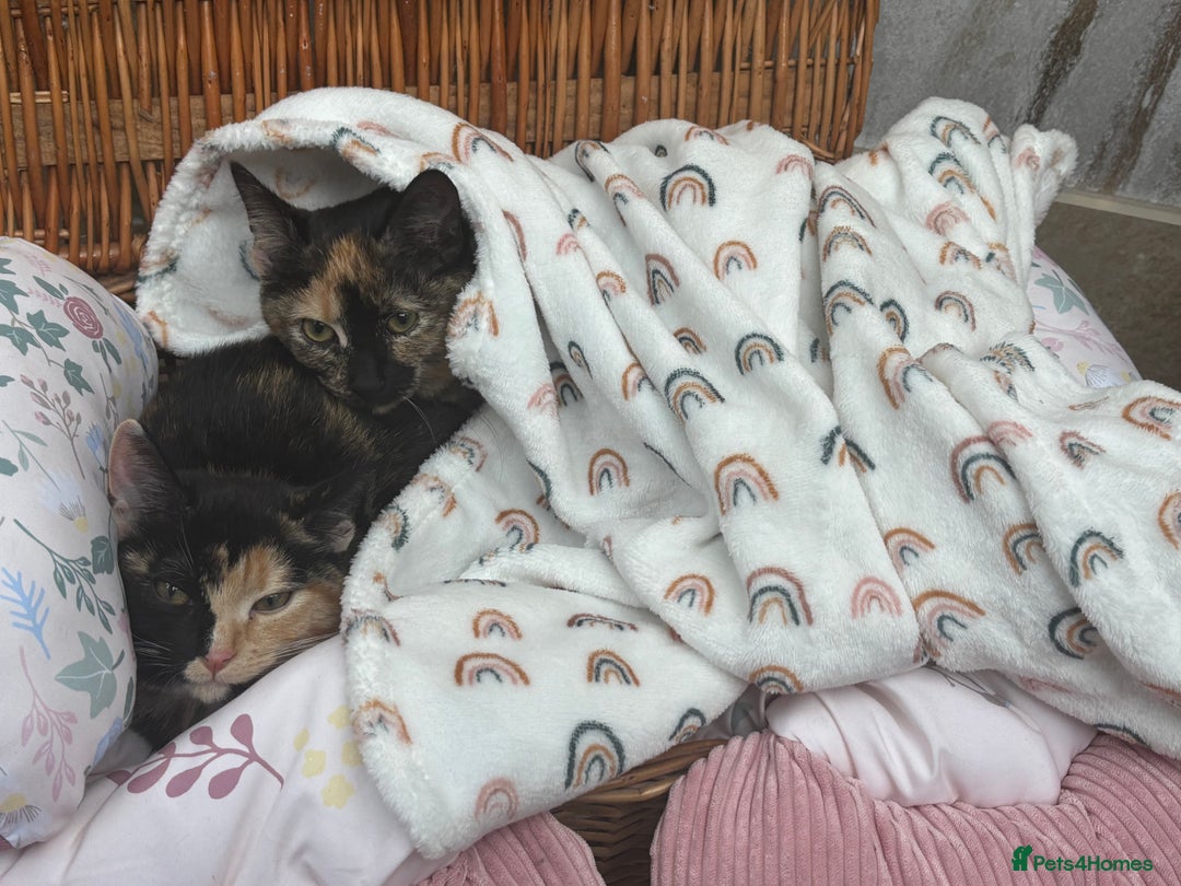 Mixed Breed cats for sale: Lawson - Image 4