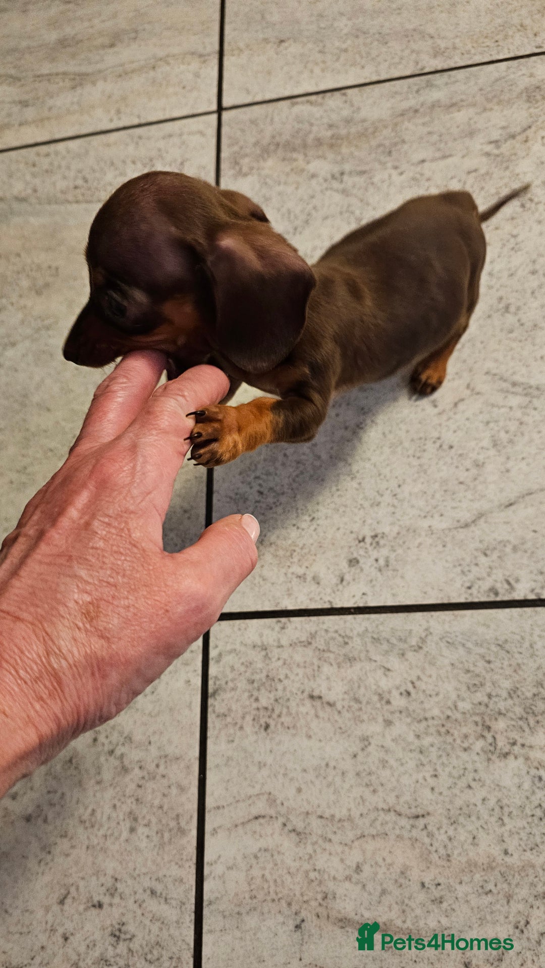 Dachshund dogs for sale: Miniature Dachshund Puppies. - Advert 17