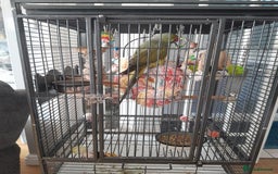 Ringnecks birds for sale: Green Indian ringneck parrot  - Image 10