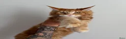 Maine Coon cats for sale: Champion line kittens 🥰 Ready to go 🥰 - Advert 5