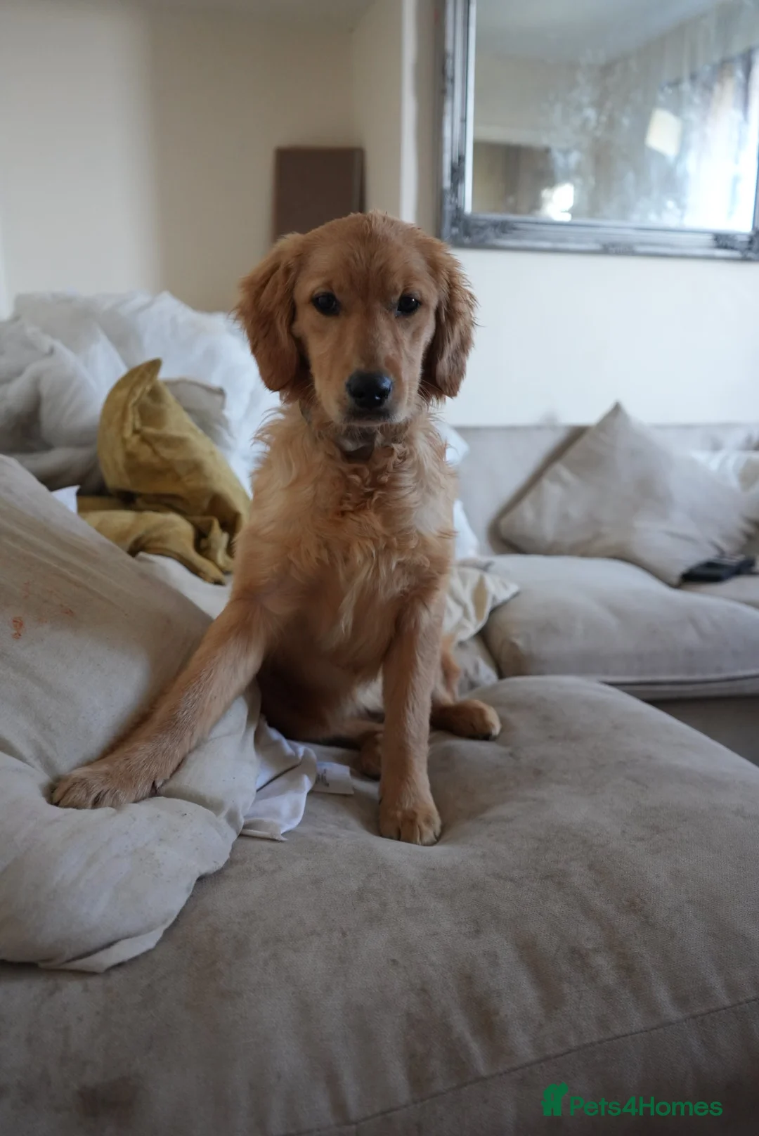 Golden Retriever dogs for sale: 1 year old golden retriever - Advert 4