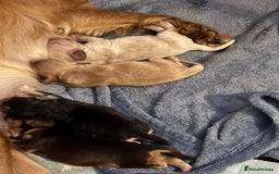 Cocker Spaniel dogs for sale: Stunning Cocker Spaniel pups - Image 2