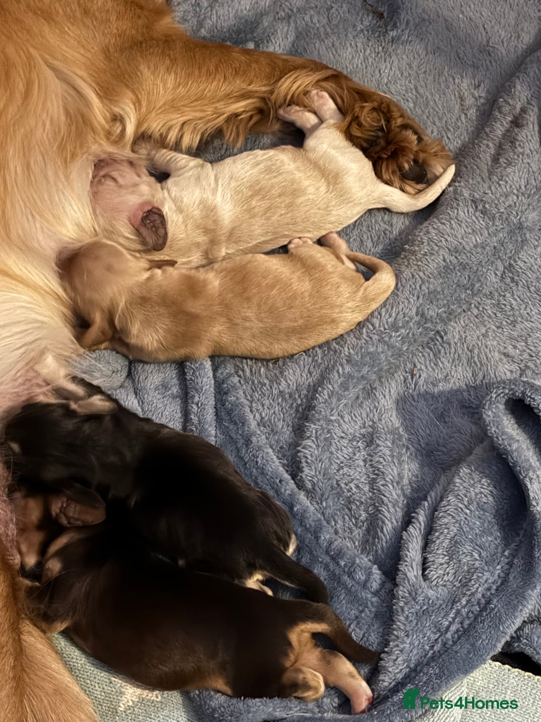 Cocker Spaniel dogs for sale: Stunning Cocker Spaniel pups - Image 2