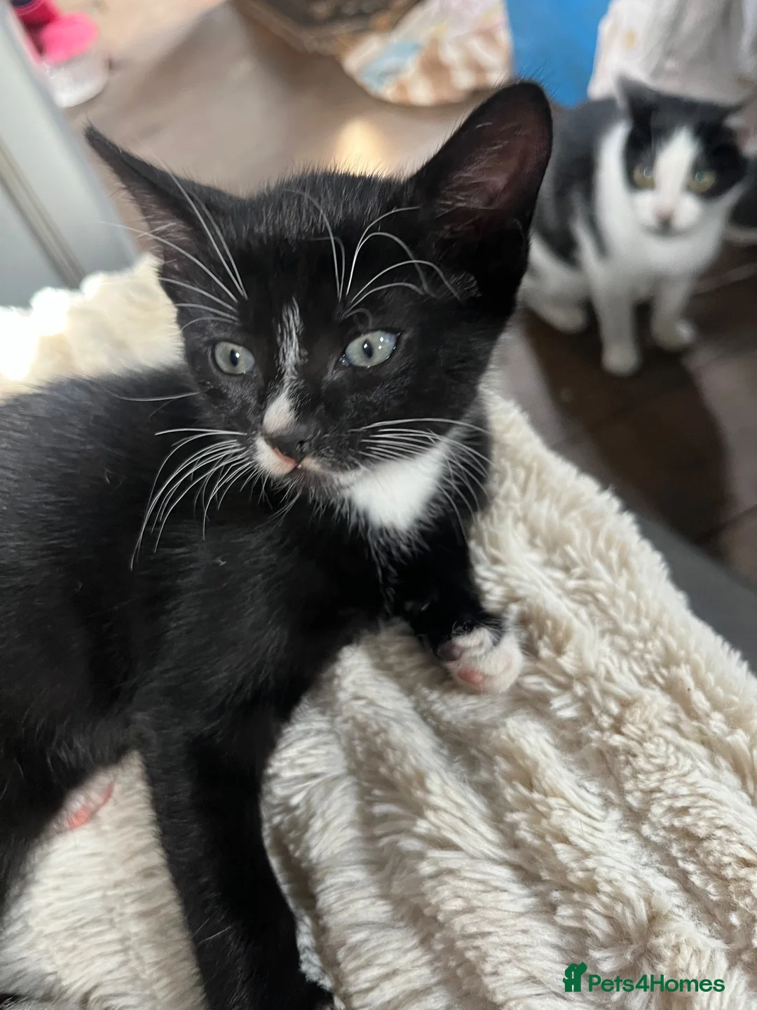 Domestic Shorthair cats for sale: Kitten - Advert 2