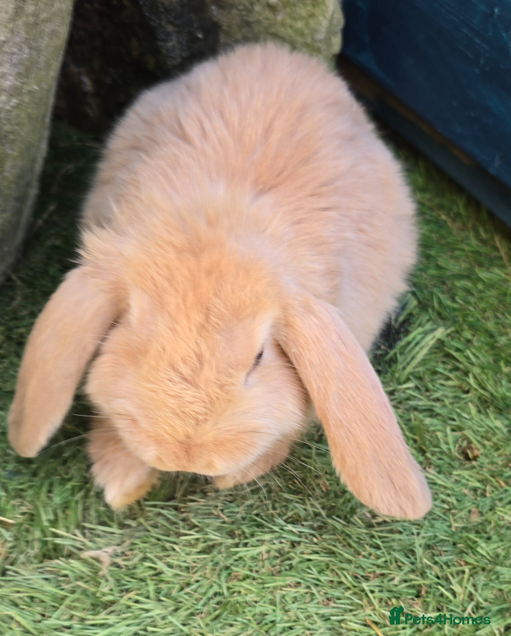 Continental Giant rabbits French Lops & Mini Lops  - Advert 1