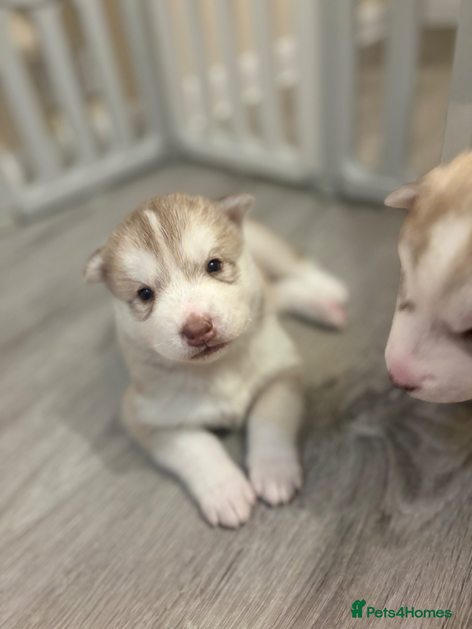 Siberian Husky dogs for sale: Siberian husky puppies in Swindon - Advert 5