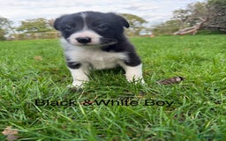 Border Collie dogs for sale: Pure Bred Border Collie Puppies For Sale - Image 10