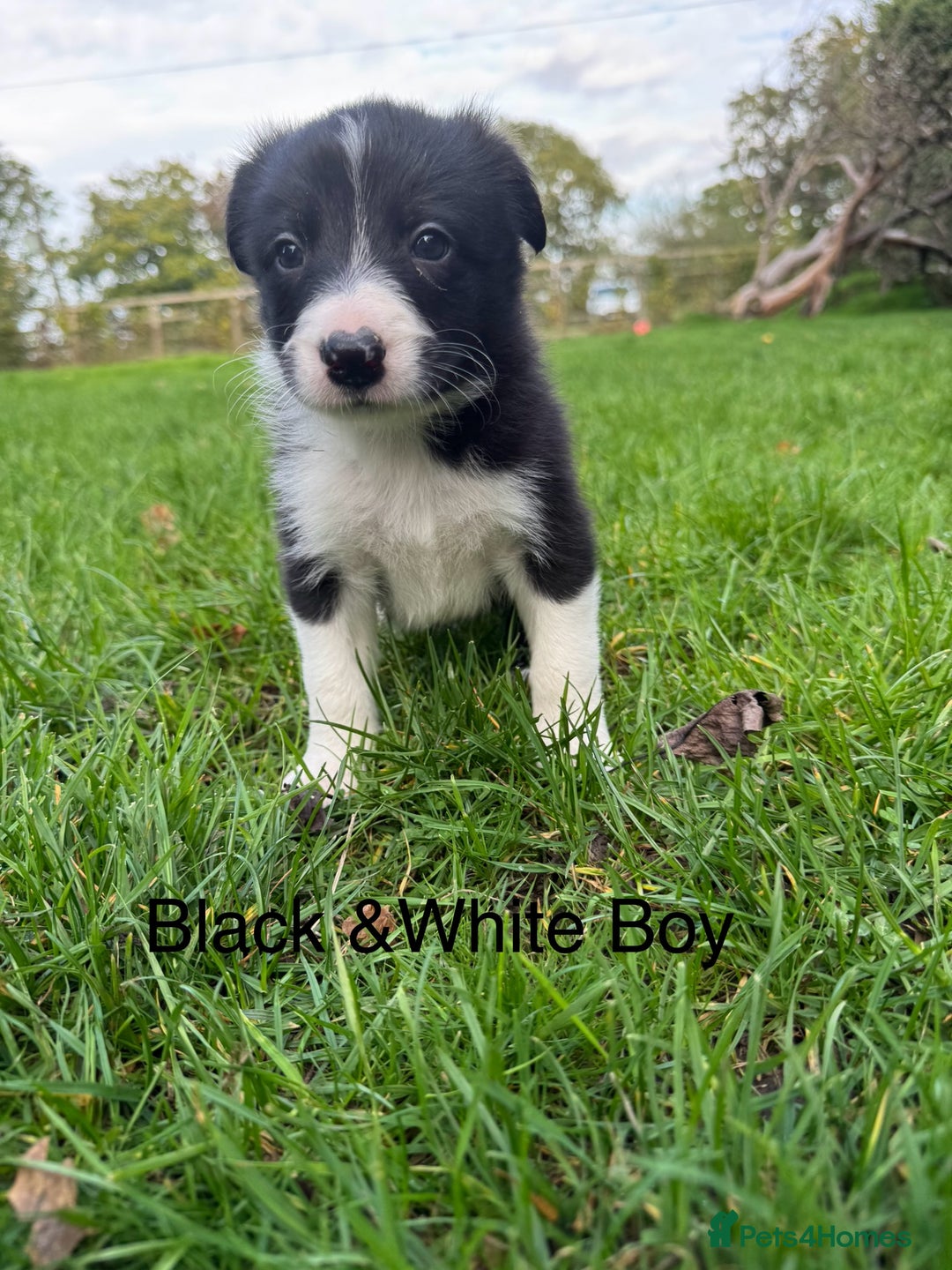 Border Collie dogs for sale: Pure Bred Border Collie Puppies For Sale - Image 10