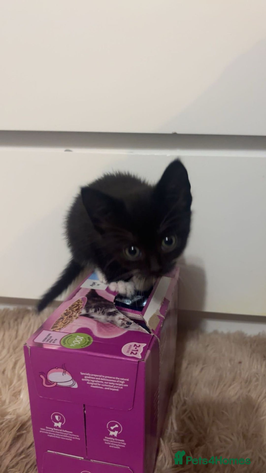 Mixed Breed cats for sale: Isha and Freya - Image 3