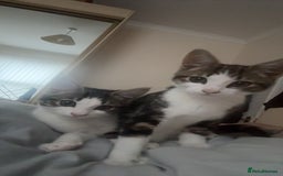 Mixed Breed cats for sale: X2 kitten brothers for rehome  - Image 1