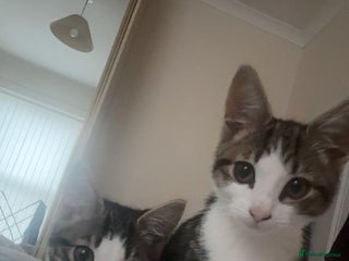 Mixed Breed cats - Advert 1