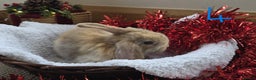 Mini Lop rabbits for sale: Beautiful Baby Purebred Mini Lops - Ready 15th Dec - Advert 7
