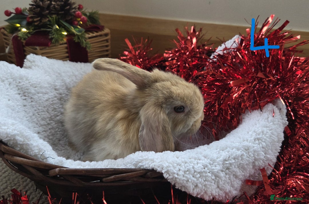 Mini Lop rabbits for sale: Beautiful Baby Purebred Mini Lops - Ready 15th Dec - Advert 7
