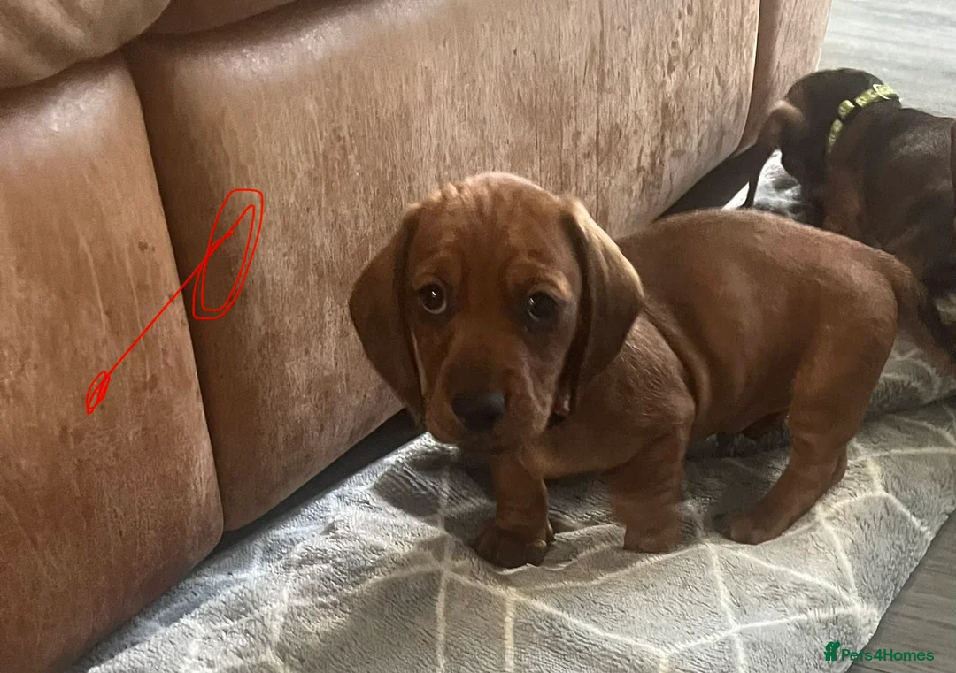 Dachshund dogs for sale: 2 dachshund puppies  - Advert 8
