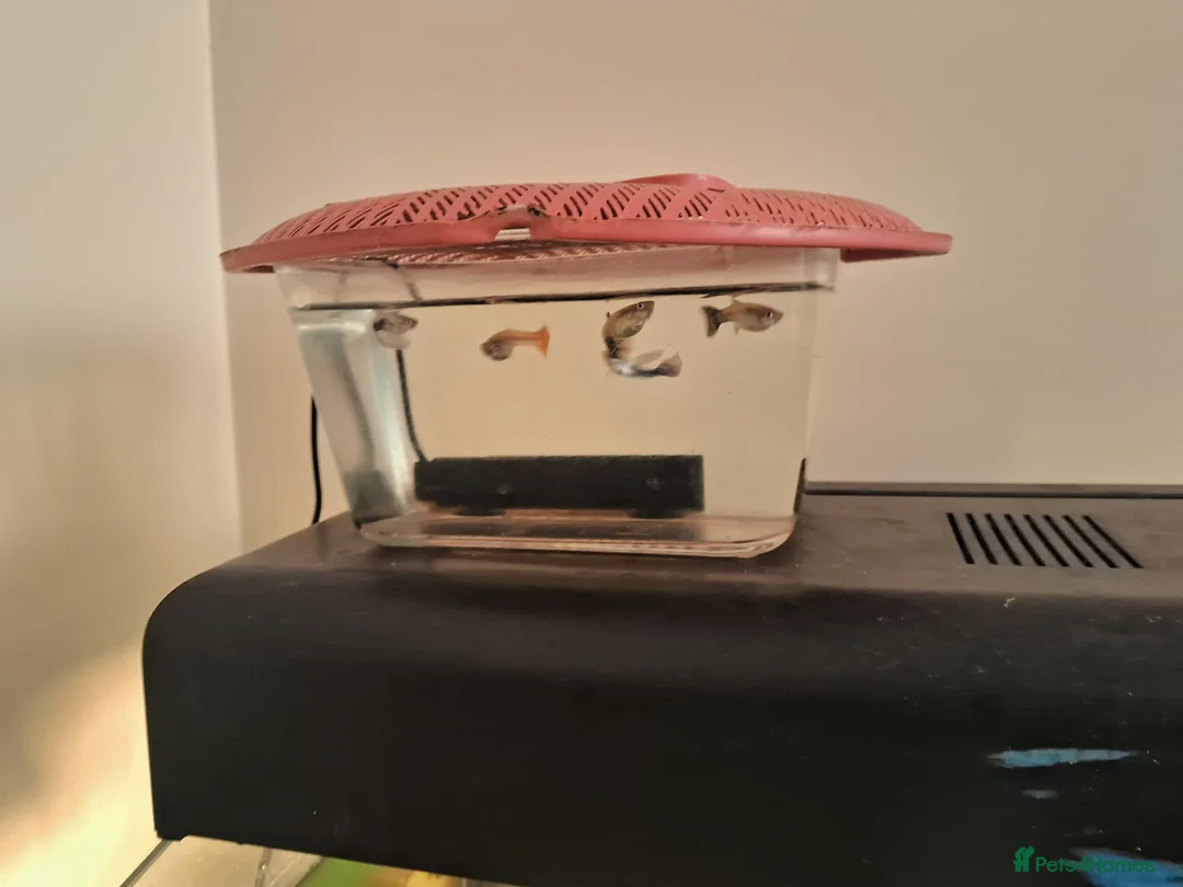 Live Bearers fish for sale: Exotic colourfull guppies for sale in Hounslow - Advert 2