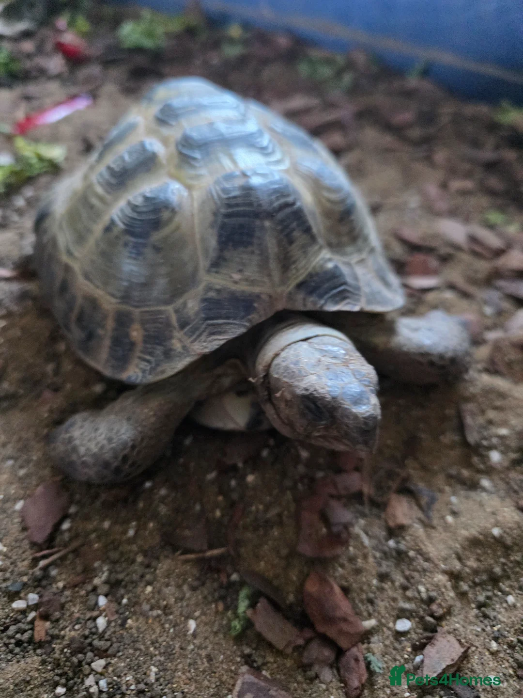 Tortoise reptiles for sale: Horsfield's tortoise - Advert 2
