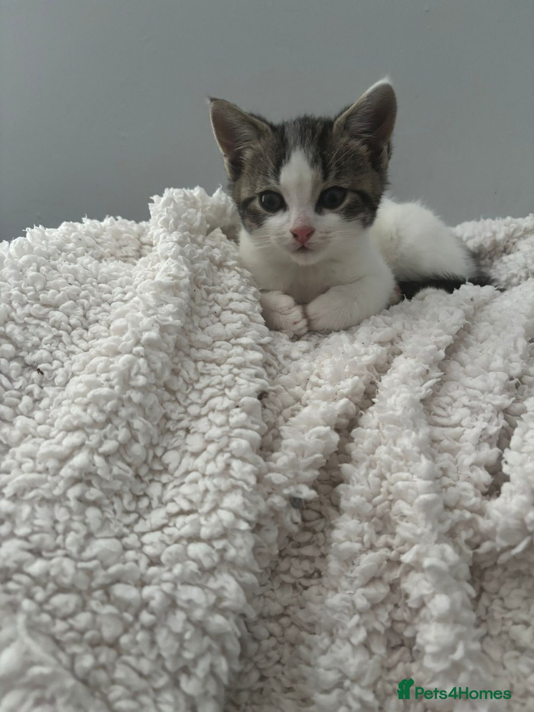 Mixed Breed cats for sale: Mixed breed kittens  - Advert 2