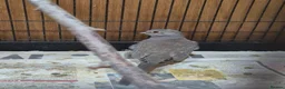 Doves birds for sale: Various Young Diamond Doves - Advert 5