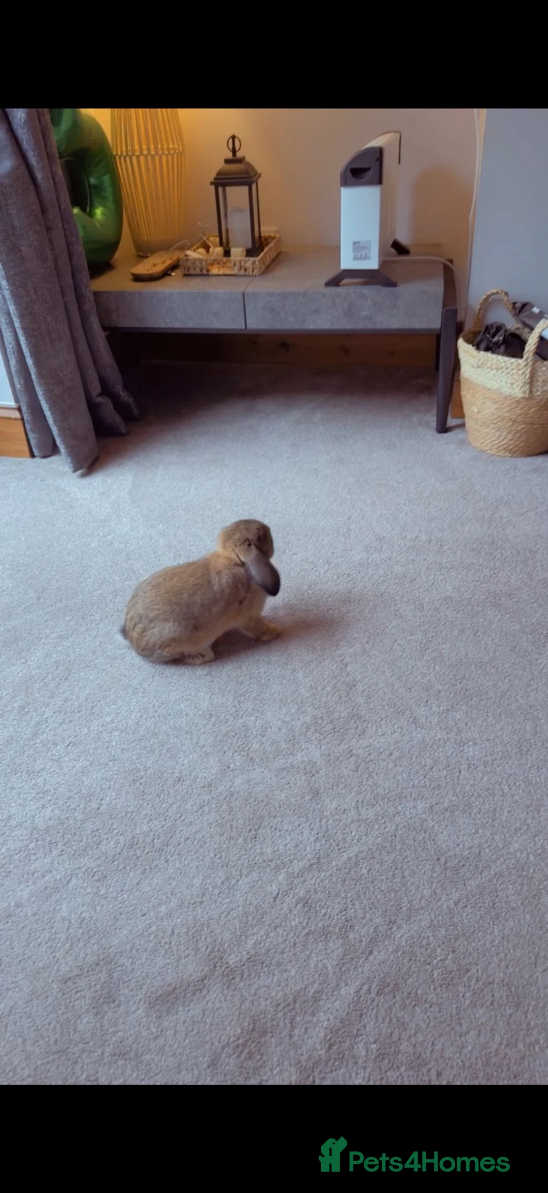 Mixed Breed rabbits for sale: Dwarf lop mixed bunny FOR SALE  in Preston - Advert 2