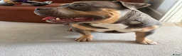 American Bully dogs for stud: Hulk–Stunning Pocket Bully STUD|ABKC Registered - Advert 4