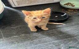 Mixed Breed cats for sale: Adorable fluffy friendly kittens for sale - Image 7