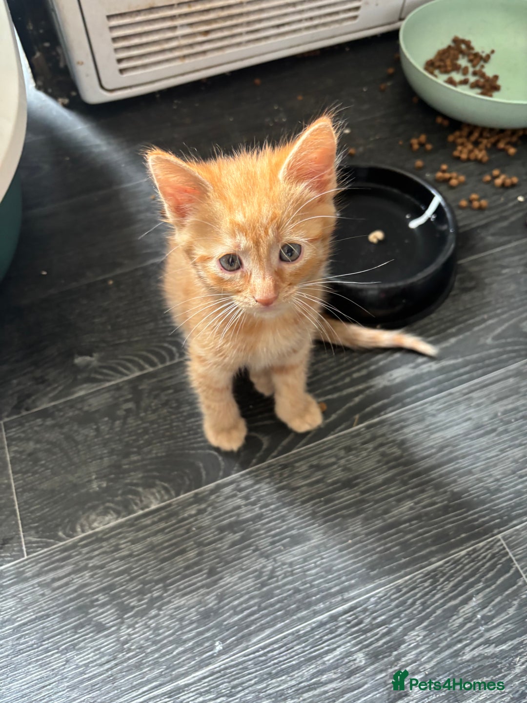 Mixed Breed cats for sale: Adorable fluffy friendly kittens for sale - Image 7