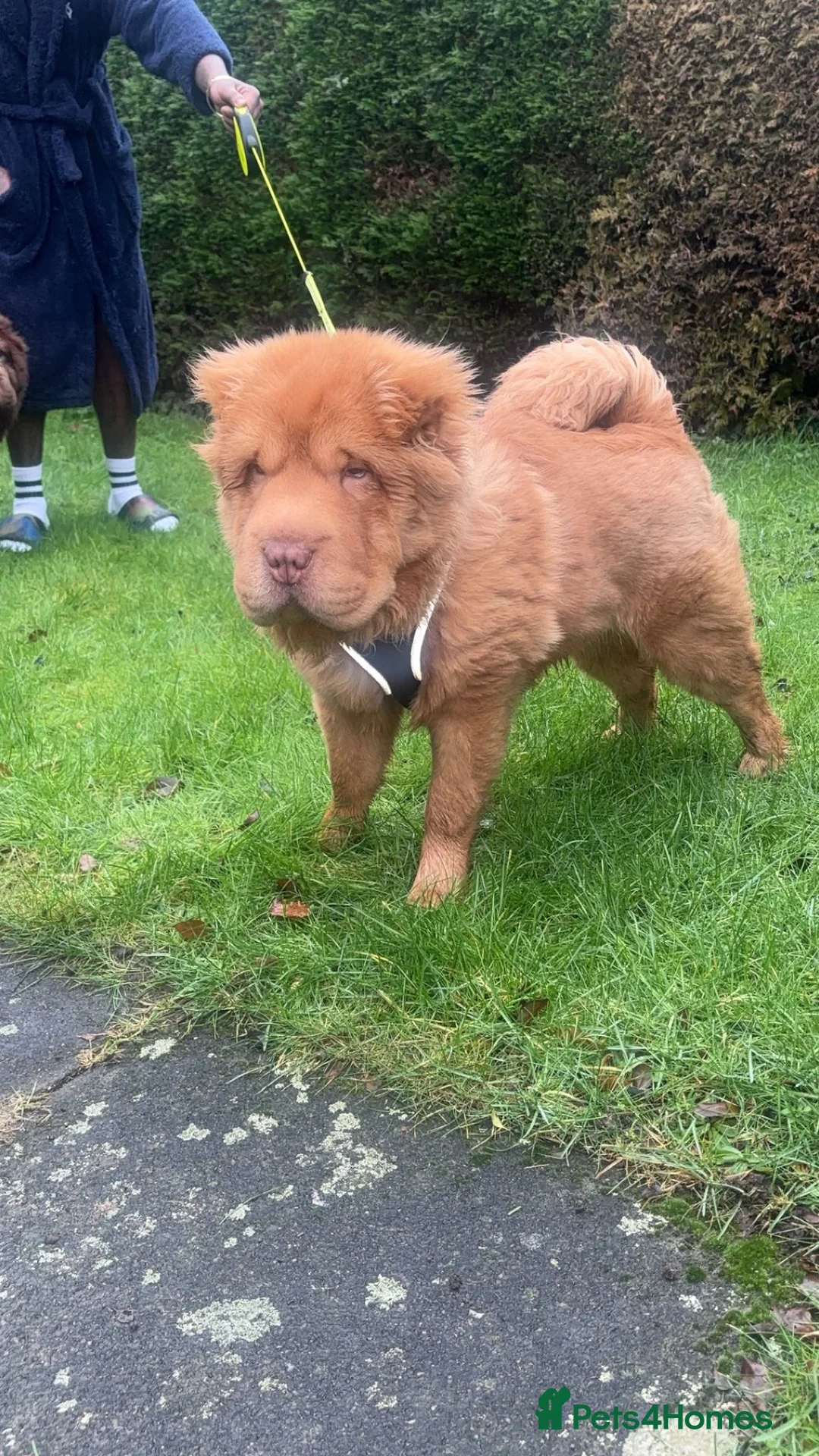 Shar Pei dogs for sale: Top quality bear coat sharpei  - Advert 12