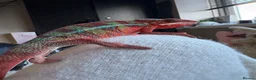 Chameleon reptiles for sale: male panther ambilobe chameleon  - Advert 4