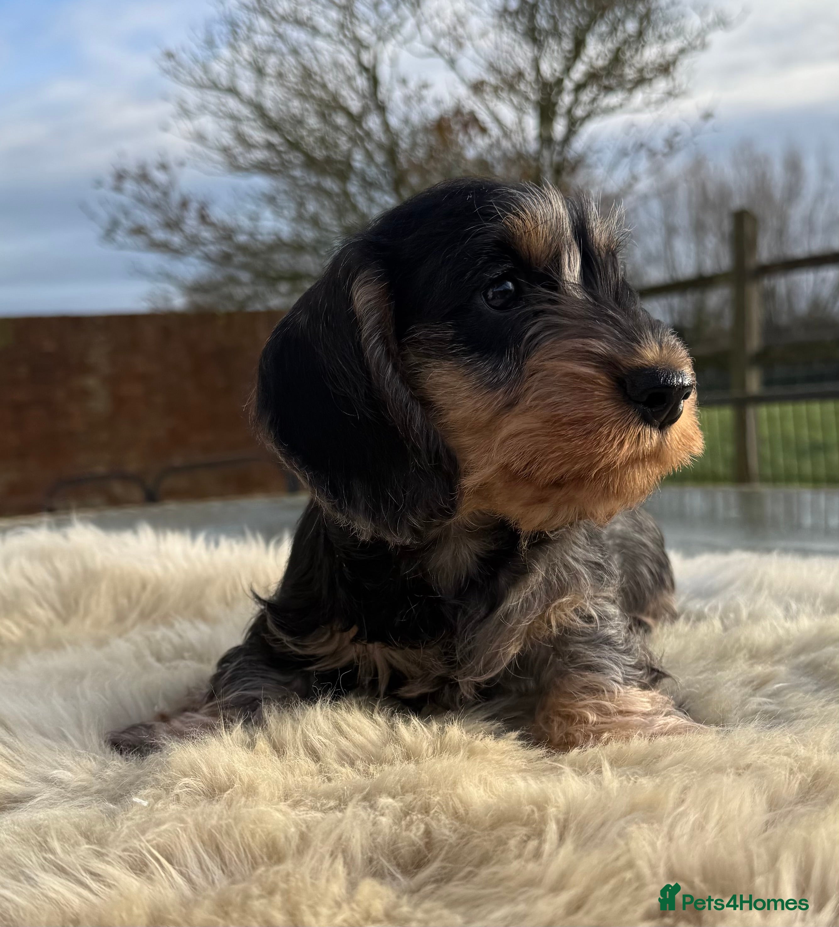 Dachshund dogs KC registered mini wires - Advert 18