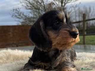 Dachshund dogs KC registered mini wires - Advert 17