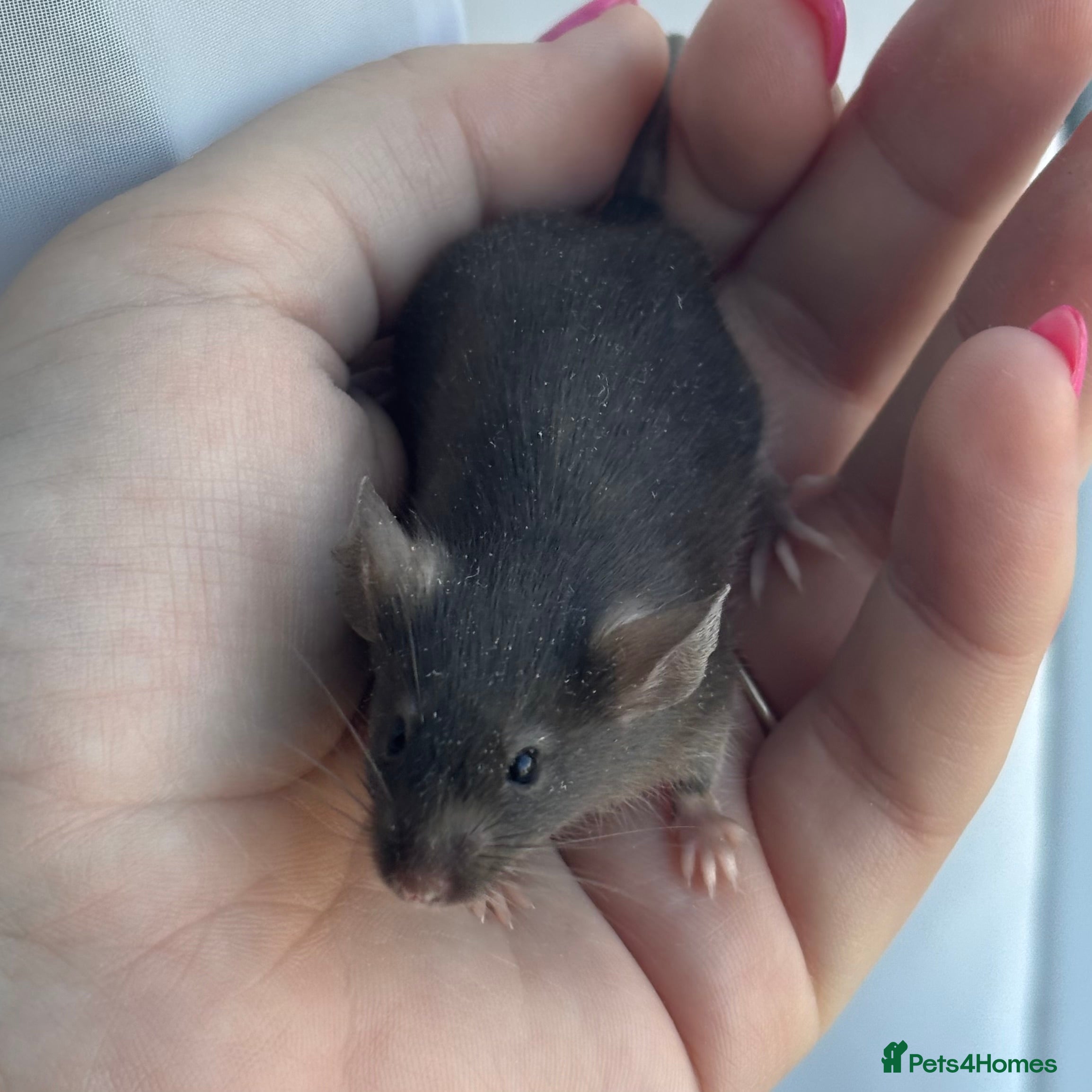 Mouse rodents Female Mice !!!Only 2 Left!!! - Advert 8
